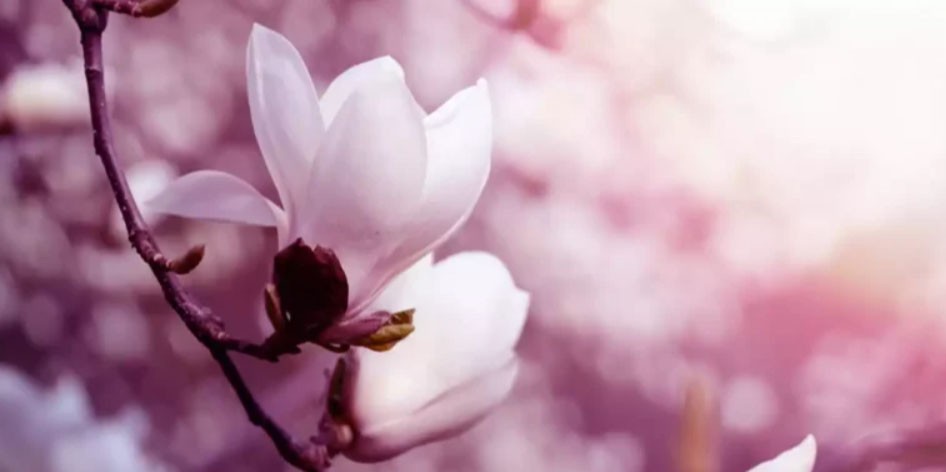 Magnolia Extract: Benefits, Effects, and Proper Use
