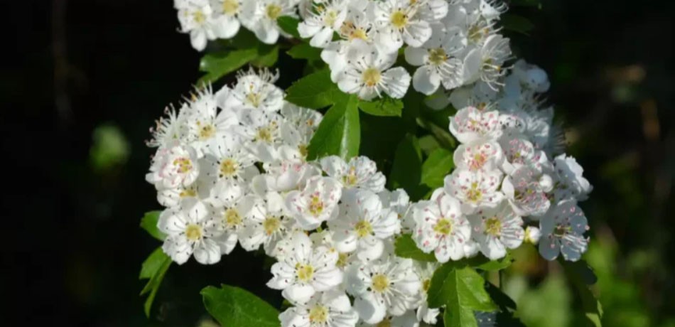 Hawthorn Benefits for Heart and Cardiovascular Health